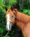 Krásné čtyři roky stará AQHA Filly připraven jít - Prodej