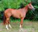 Krásné čtyři roky stará AQHA Filly připraven jít - Prodej
