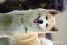 Szczenięta Akita Inu - Sprzedaż