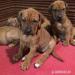 Rhodéský Ridgeback - štěňata ihned k odběru - Prodej