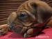 Rhodéský Ridgeback - štěňata ihned k odběru - Prodej