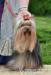 yorshirsky terrier - Predaj