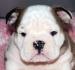 Anglický buldok, English Bulldog, buldog s PP - Prodej