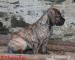 Boerboel štěňata s PP - Prodej