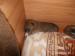 Shina Inu - Prodej