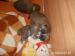 Shina Inu - Prodej