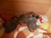 Shina Inu - Prodej