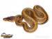 Python regius - odchov 2016 - Prodej