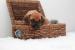 Rhodesky ridgeback s PP - Prodej