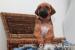 Rhodesky ridgeback s PP - Prodej