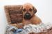Rhodesky ridgeback s PP - Prodej