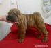 Sharpei - Predaj