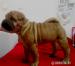 Sharpei - Predaj