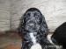 Śliczne szczenięta cocker spaniel angielski - Sprzedaż