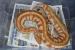 Boa constrictor , python curtus - Predaj