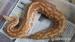 Boa constrictor , python curtus - Predaj