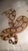 Boa constrictor , python curtus - Predaj