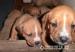 Amerikai staffordshire terrier kiskutyák ELADÓK! - Eladás