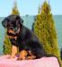 Beauceron - šteniatka - Predaj