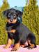 Beauceron - šteniatka - Predaj
