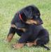 Beauceron - šteňatá - Predaj
