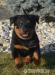 Beauceron - šteňatá - Predaj