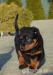 Beauceron - šteňatá - Predaj