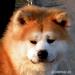 Akita szczenięta po imporcie z Japonii - Sprzedaż