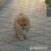 Pomeranian szpic - Sprzedaż