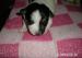 jack russel teriér - Prodej