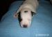 jack russel teriér - Prodej