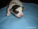 jack russel teriér - Prodej
