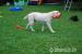 Weibliche Labrador-Hund - Schenkung