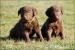 Chesapeake bay retriever - Prodej