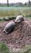 Suchozemské želvy - odchov 2016 - Prodej