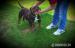 American Bully  - Predaj