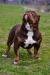 American Bully  - Predaj