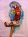 Malba papoušků a dalších mazlíčků - Prodej