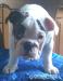 Angol bulldog - Eladás