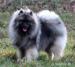 Německý špic vlčí / keeshond prodám štěňata s PP - Prodej