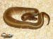 Python regius(Krajta královská)  - odchov 2016 - Prodej
