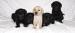 Labrador Retriever Biszkoptowe i Czarne do odbioru - Sprzedaż