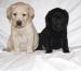 Labrador Retriever Biszkoptowe i Czarne do odbioru - Sprzedaż