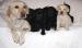 Labrador Retriever Biszkoptowe i Czarne do odbioru - Sprzedaż