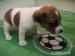 Predám šteňa Jack Russel teriéra - Predaj