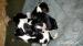 cavalier king charles spaniel - Predaj