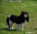 cavalier king charles spaniel - Sprzedaż