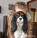 cavalier king charles spaniel - Sprzedaż