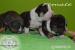 American Bully s PP ABKC  - Predaj