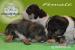 American Bully s PP ABKC  - Predaj